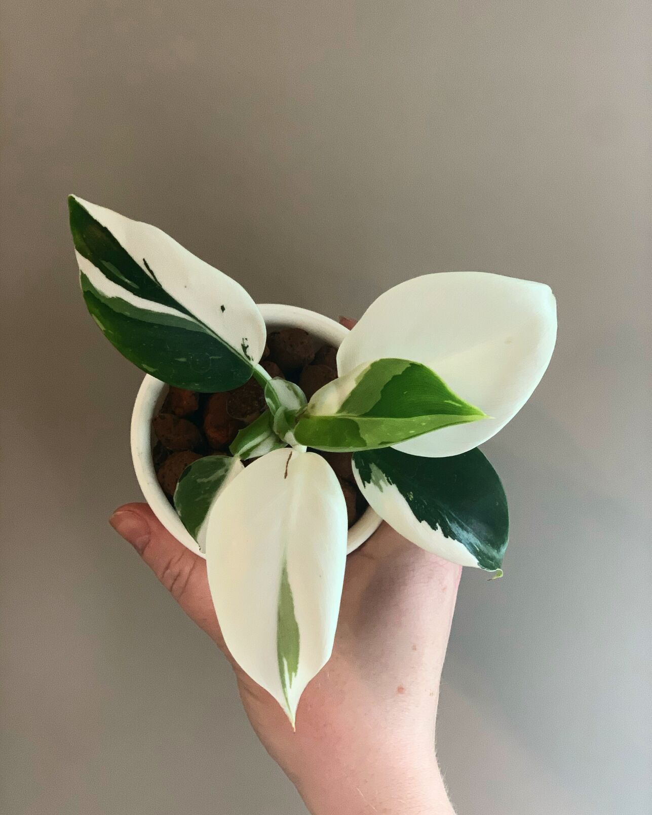 Philodendron White Wizard - Credit Rachel Grahovac.jpg